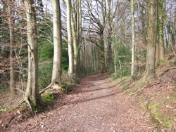 In the wood